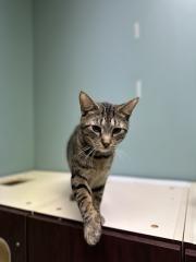 OLIVER, Adoptable, Young Male Domestic Short Hair.