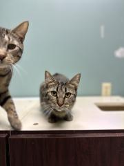 OLIVER, a Adoptable Domestic Short Hair in Chillicothe, OH image 2/3