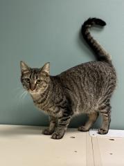 OLIVER, a Adoptable Domestic Short Hair in Chillicothe, OH image 3/3