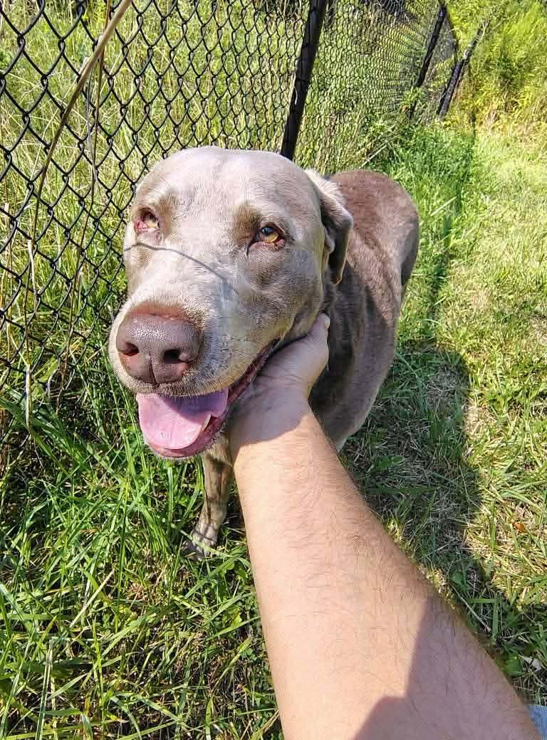 Sunnie, a ADOPTABLE Labrador Retriever in Seville, OH image 2/3