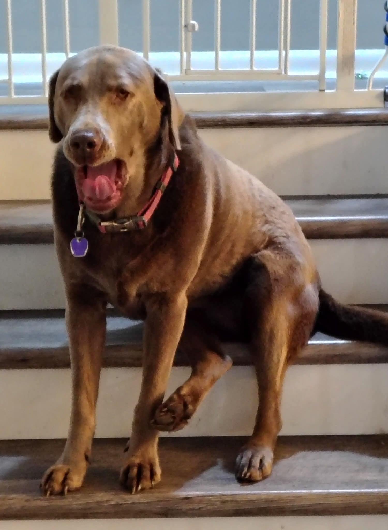 Sunnie, a ADOPTABLE Labrador Retriever in Seville, OH image 3/3