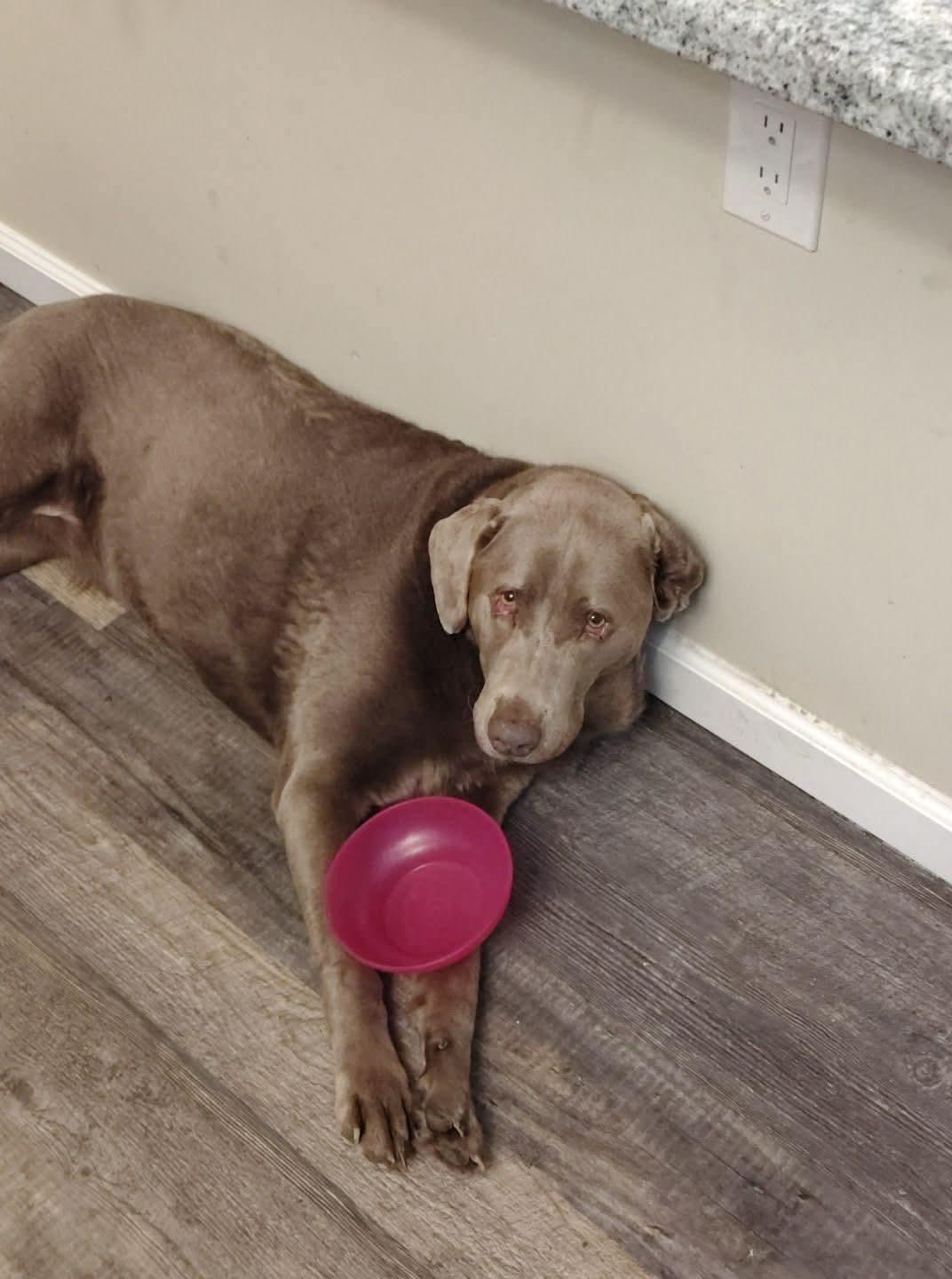 Sunnie, ADOPTABLE, Adult Female Labrador Retriever.