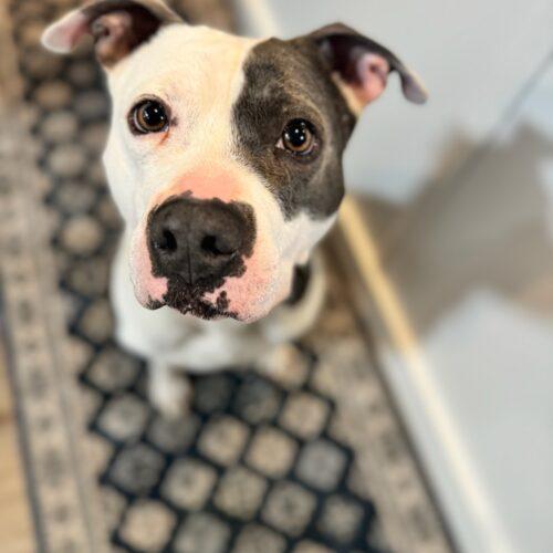 Twist, a Adoptable Pit Bull Terrier in Vancouver, WA image 1/5