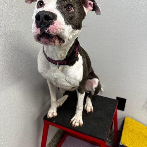 Twist, Adoptable, Young Male Pit Bull Terrier.