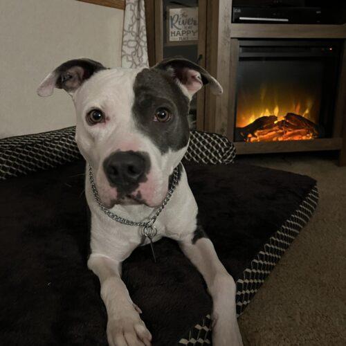 Enlarge Twist, a Adoptable Pit Bull Terrier in Vancouver, WA image 2/5