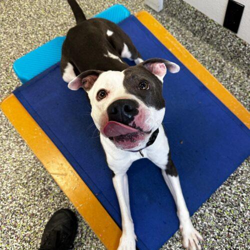 Enlarge Twist, a Adoptable Pit Bull Terrier in Vancouver, WA image 3/5