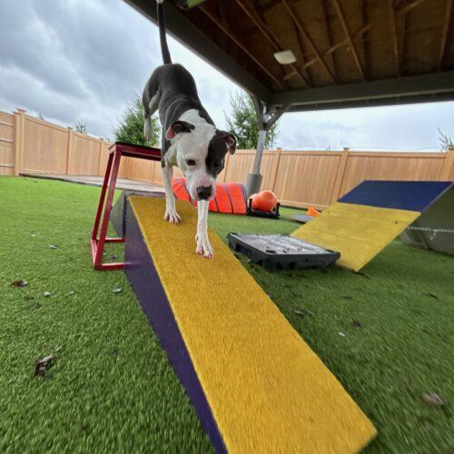 Enlarge Twist, a Adoptable Pit Bull Terrier in Vancouver, WA image 4/5