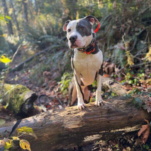 Enlarge Twist, a Adoptable Pit Bull Terrier in Vancouver, WA image 5/5