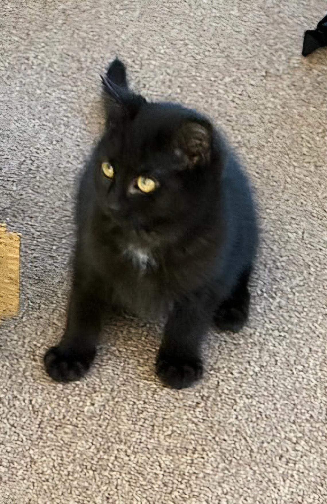 Enlarge Velvet, a ADOPTABLE Domestic Short Hair in Covina, CA image 5/5