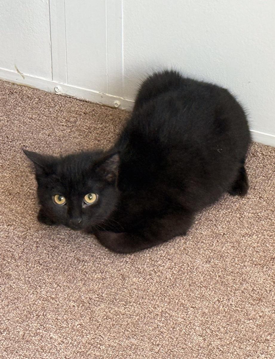 Enlarge Velvet, a ADOPTABLE Domestic Short Hair in Covina, CA image 4/5