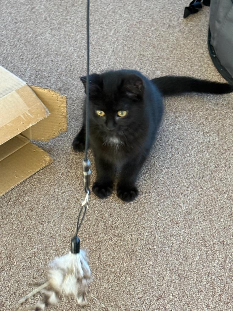 Enlarge Velvet, a ADOPTABLE Domestic Short Hair in Covina, CA image 3/5