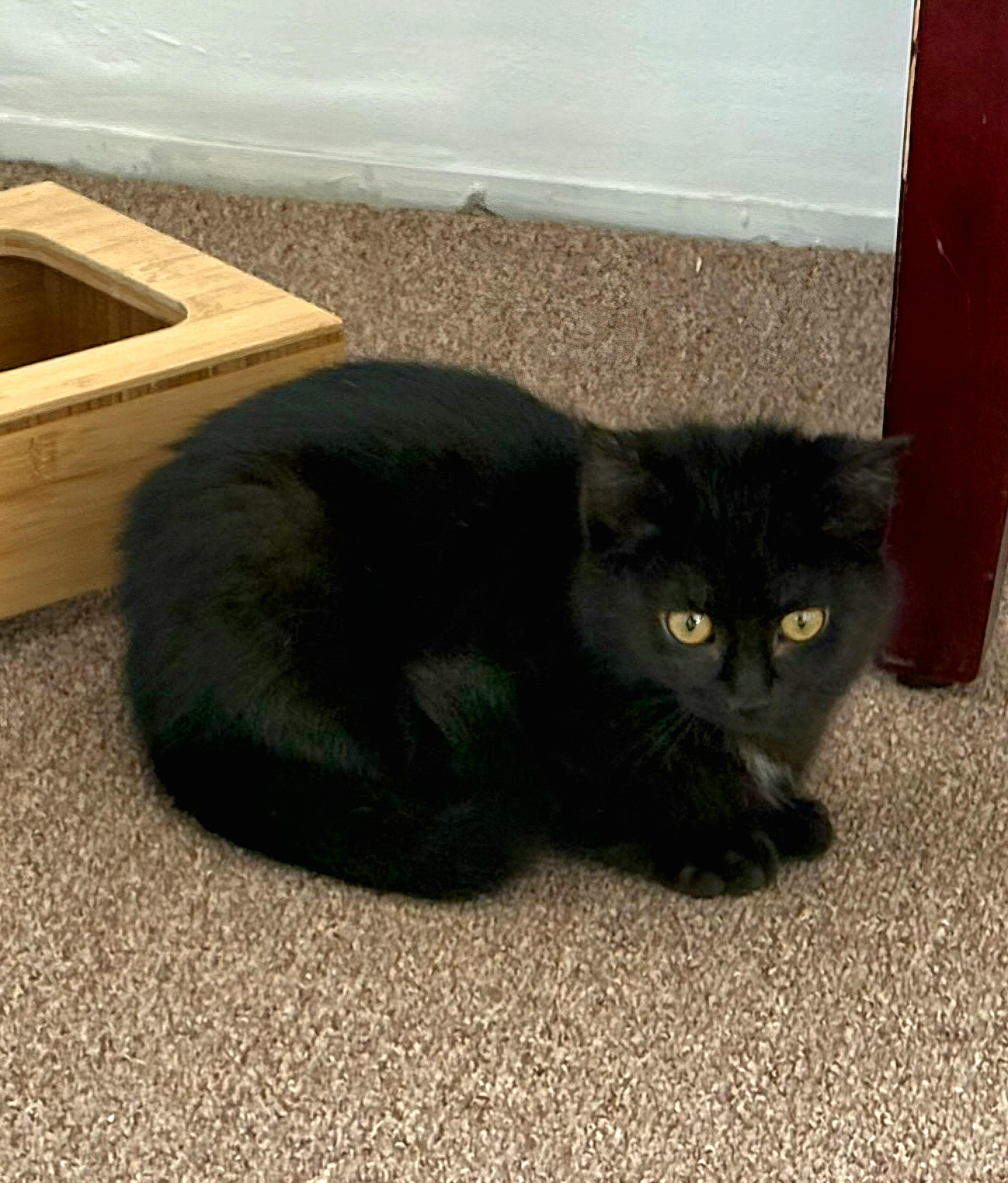 Enlarge Velvet, a ADOPTABLE Domestic Short Hair in Covina, CA image 2/5