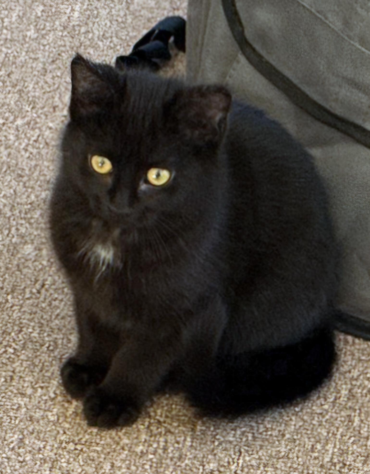 Enlarge Velvet, a ADOPTABLE Domestic Short Hair in Covina, CA image 1/5