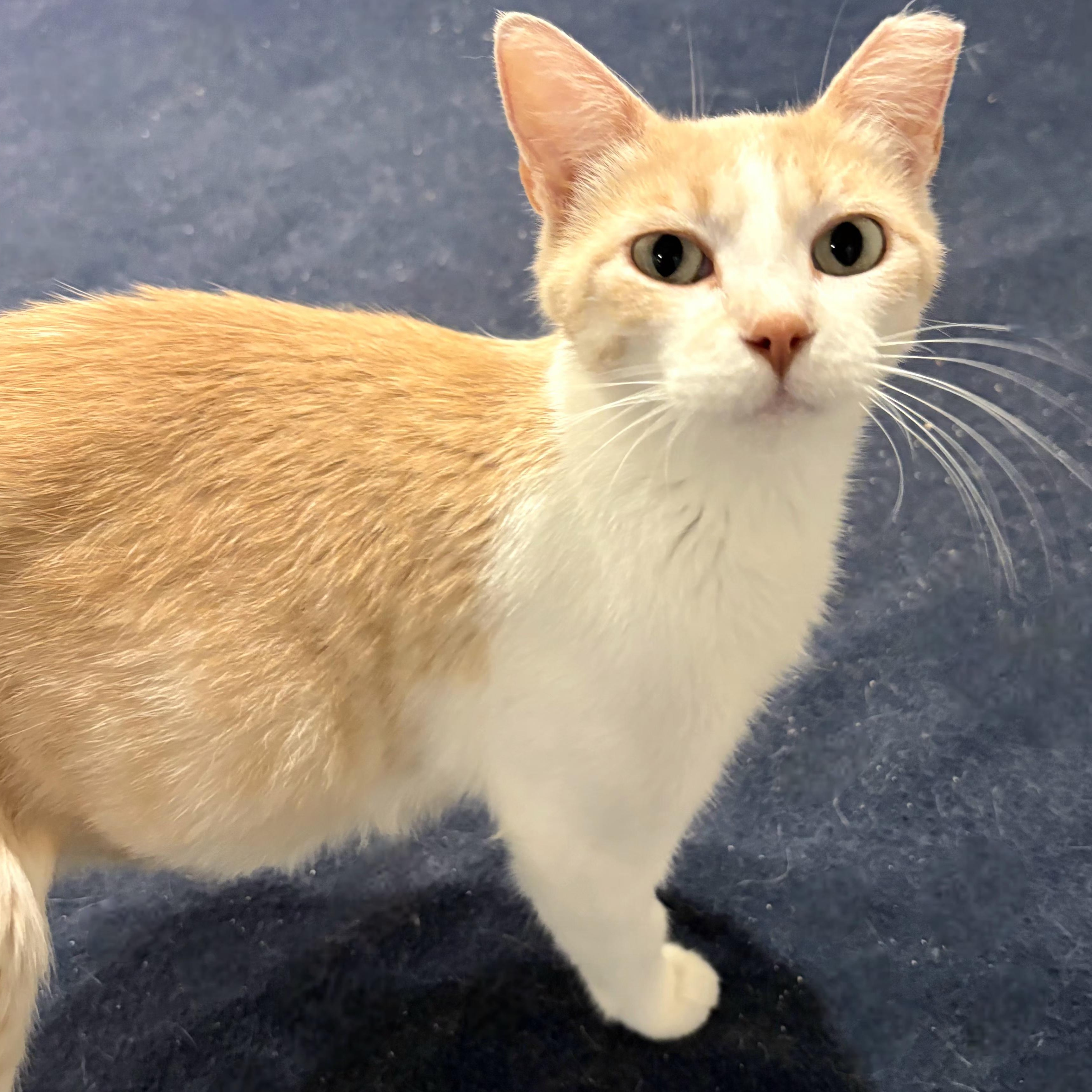 Enlarge Princess Peach, a Adoptable Domestic Short Hair in Lincoln, NE image 1/5