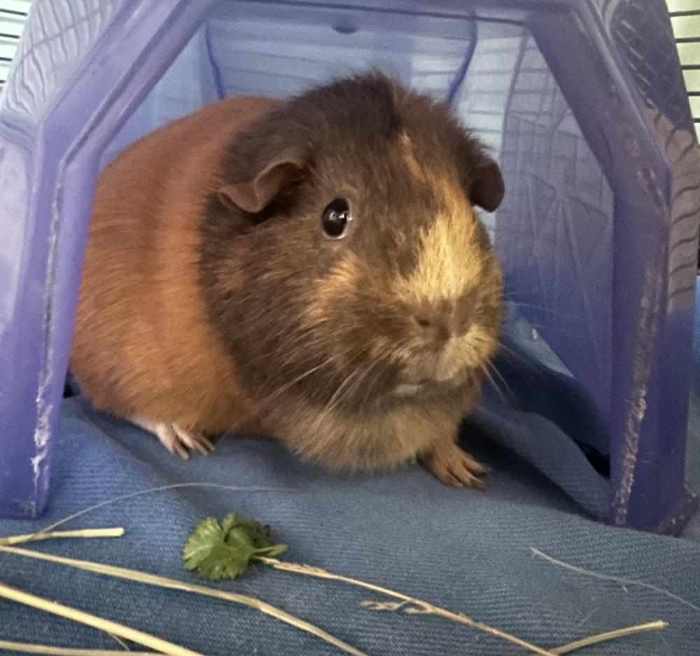 Hazel, Adoptable, Adult Female Guinea Pig.