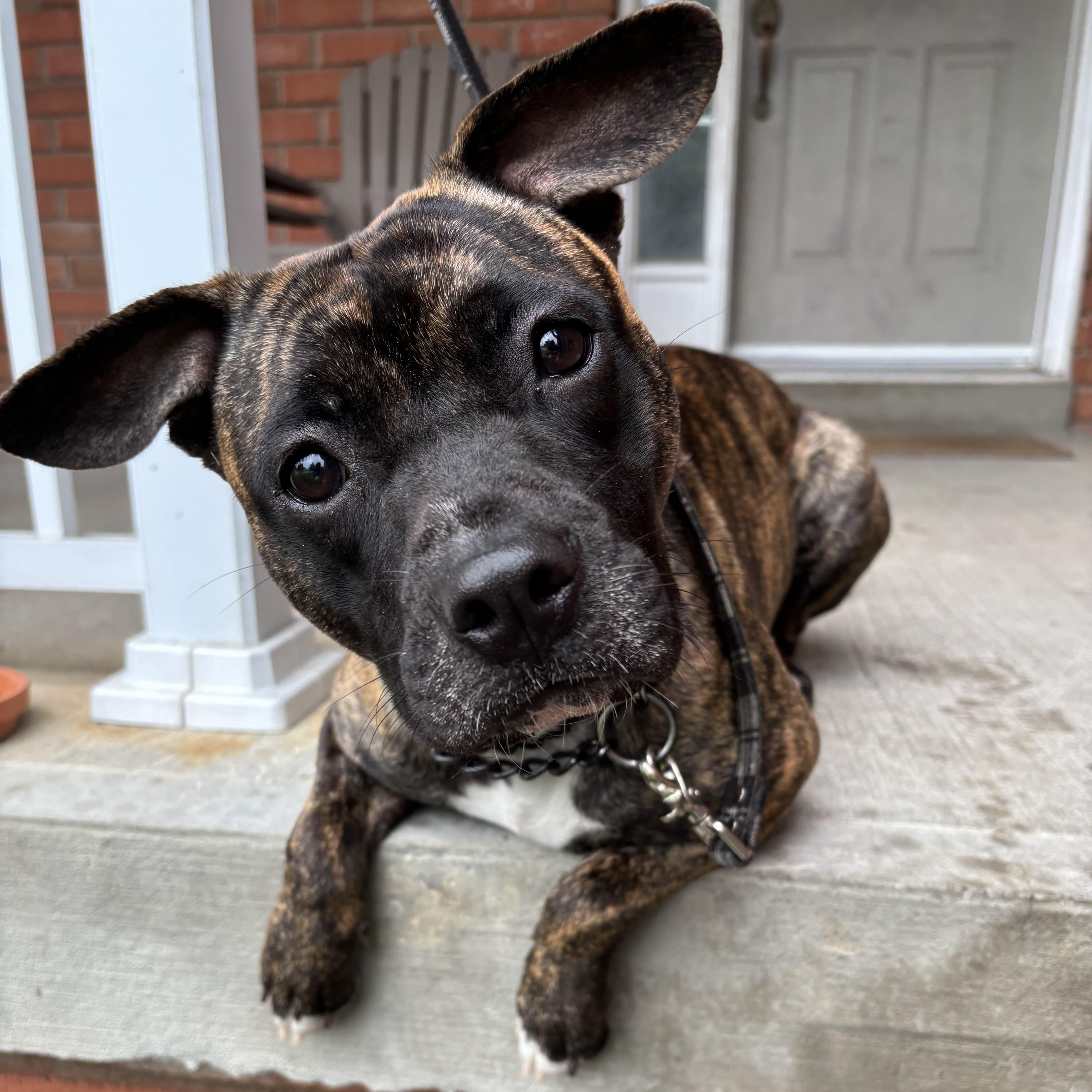 Little Foot, Adoptable, Puppy Female Mixed Breed.