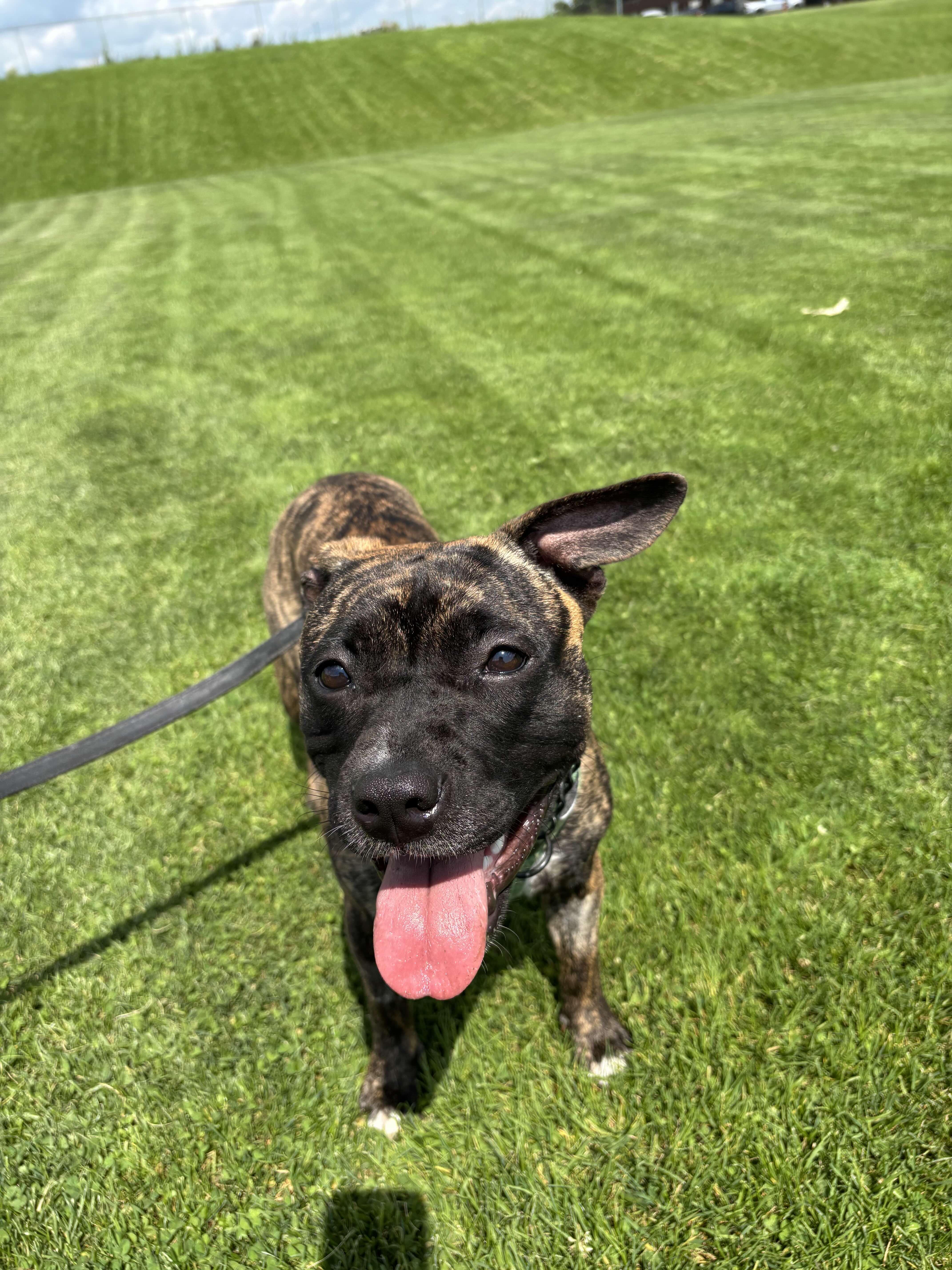 Enlarge Little Foot, a Adoptable Mixed Breed in Toronto, ON image 2/6