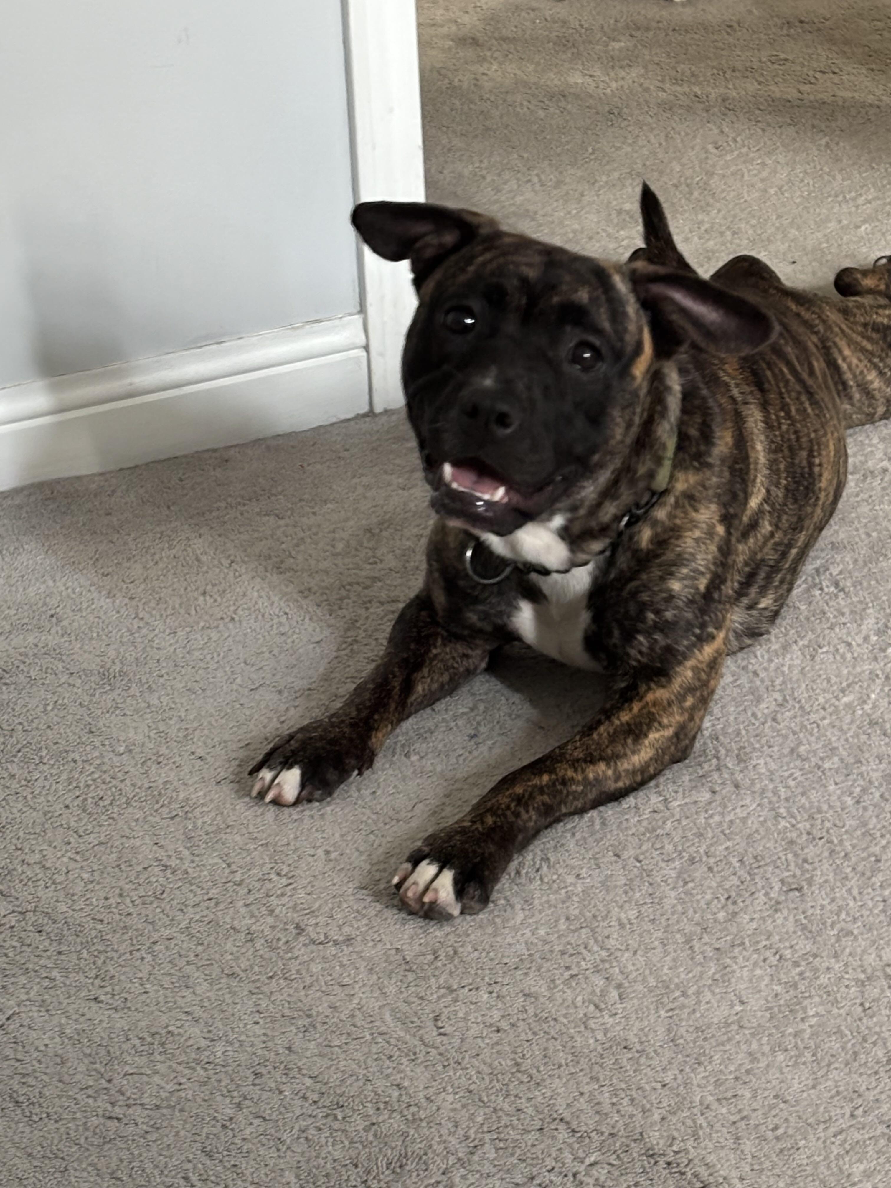 Enlarge Little Foot, a Adoptable Mixed Breed in Toronto, ON image 5/6