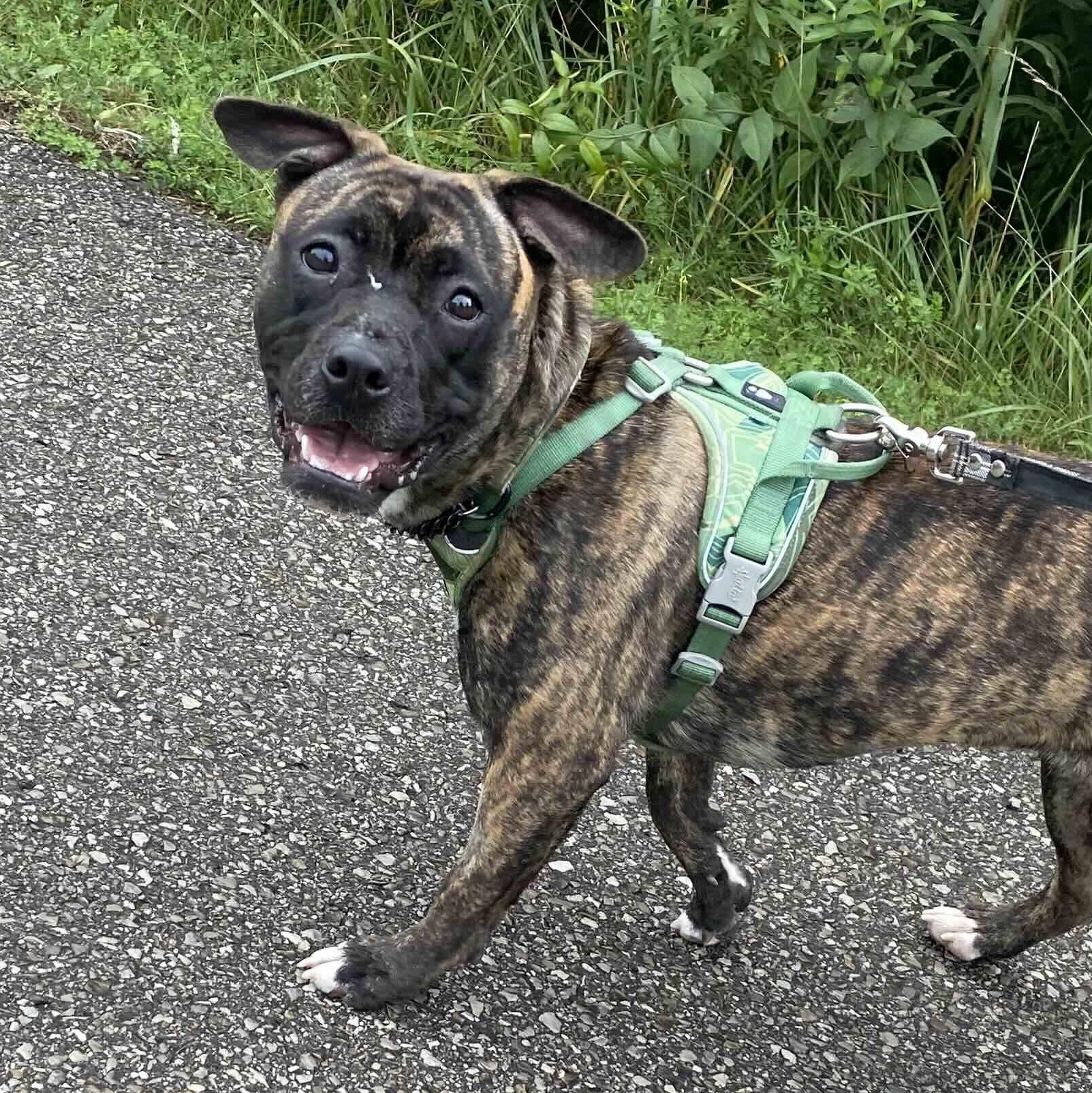 Enlarge Little Foot, a Adoptable Mixed Breed in Toronto, ON image 3/6