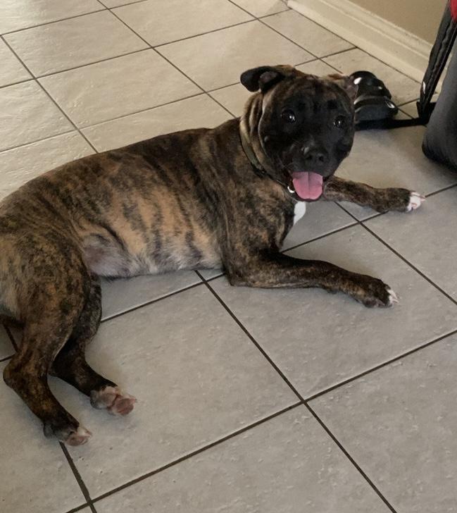 Enlarge Little Foot, a Adoptable Mixed Breed in Toronto, ON image 4/6