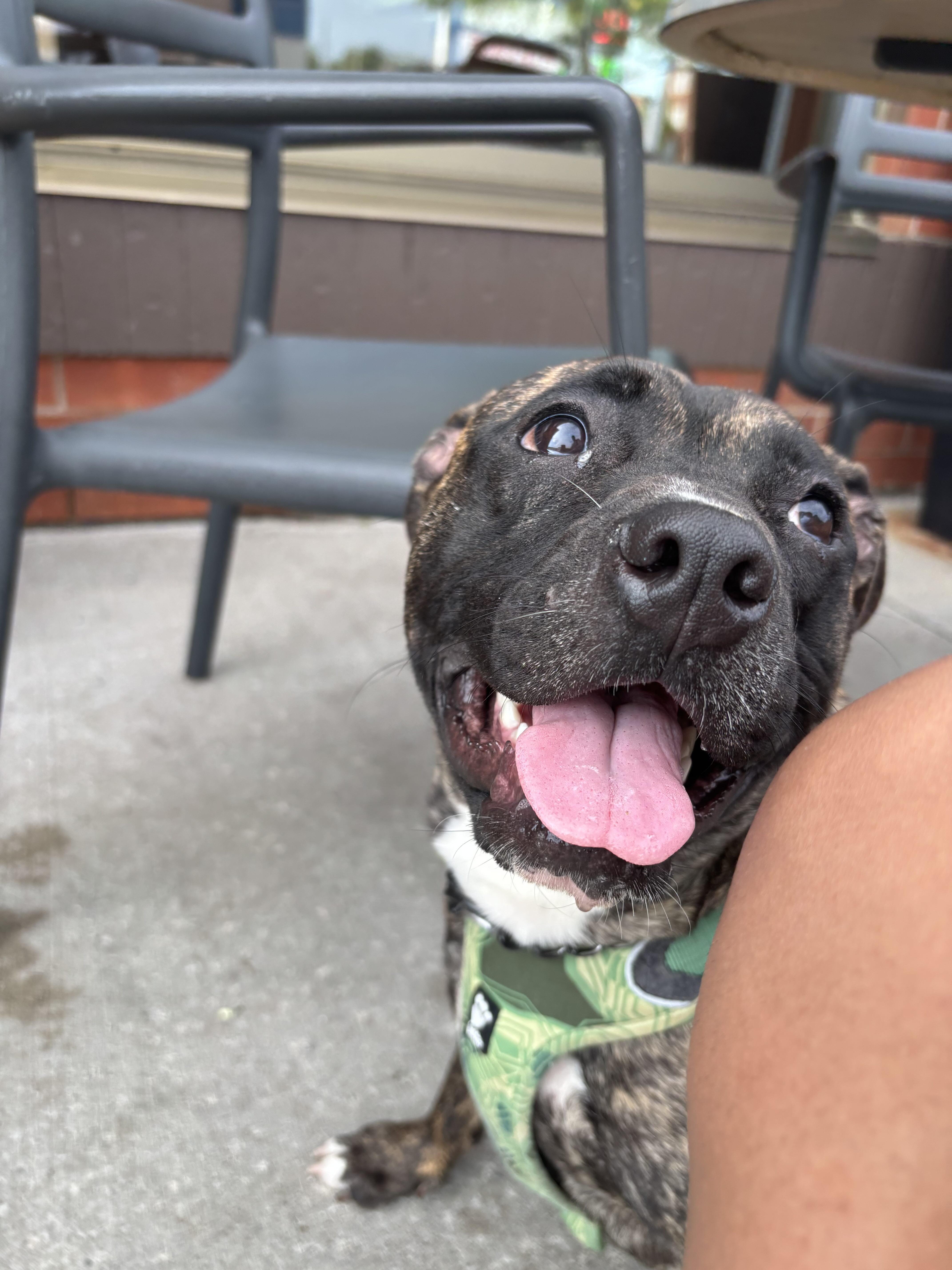 Enlarge Little Foot, a Adoptable Mixed Breed in Toronto, ON image 6/6