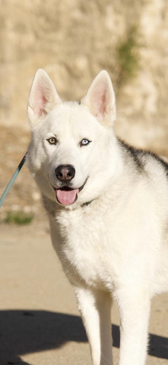 Enlarge Phoenix, a Adopted Husky in Templeton, CA image 2/6