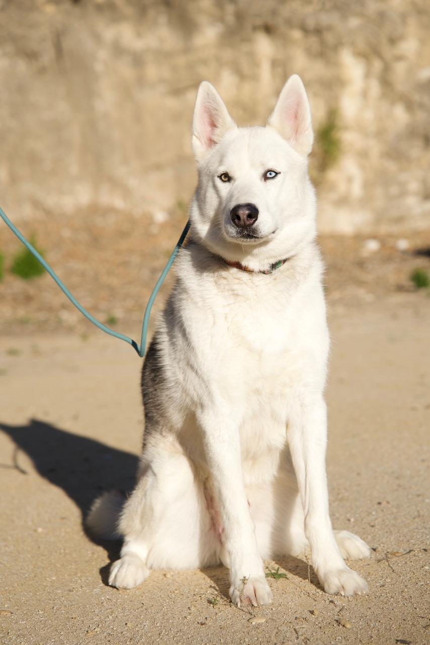 Enlarge Phoenix, a Adopted Husky in Templeton, CA image 5/6
