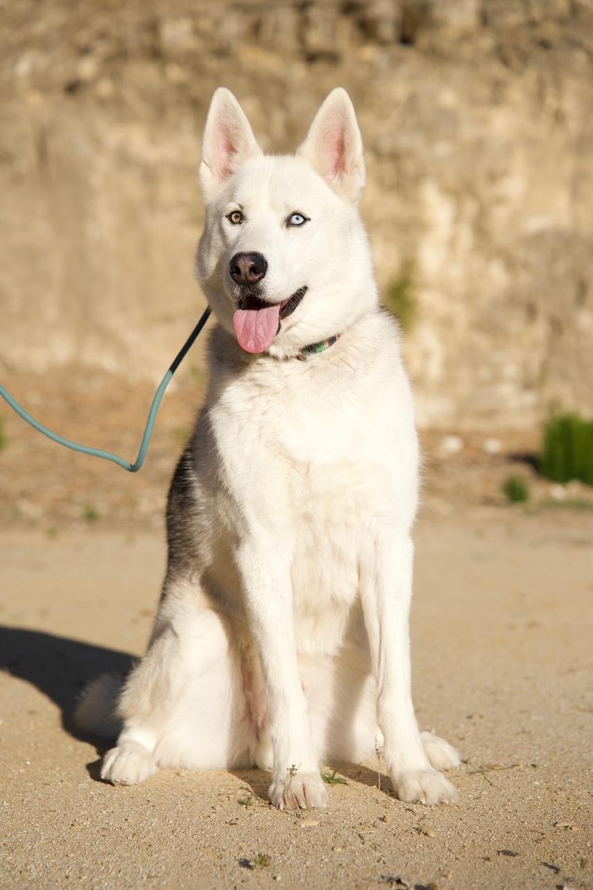 Phoenix, Adopted, Adult Male Husky.