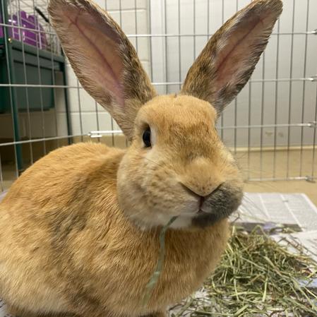 Roger, a Adoptable mixed breed in Baltimore, MD image 1/6