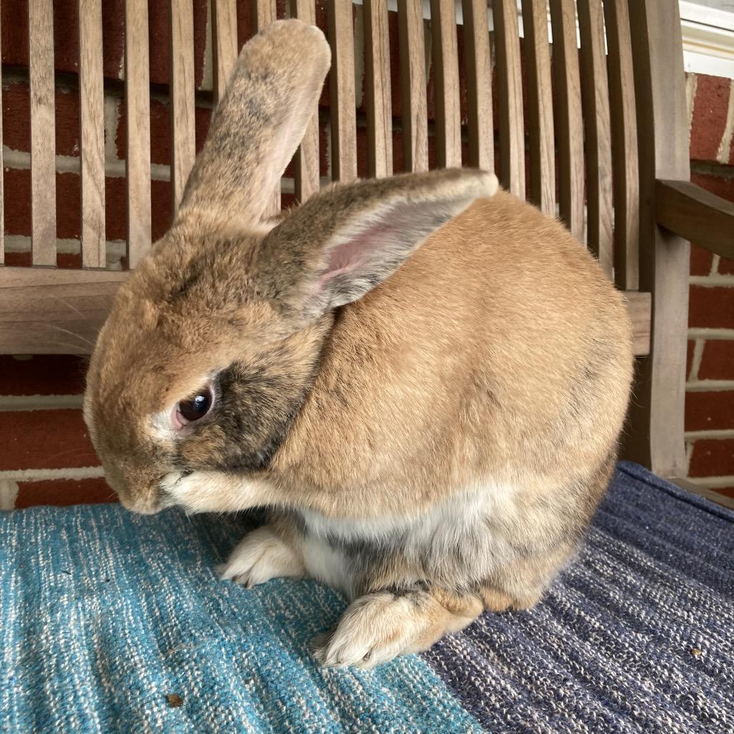 Roger, Adoptable, Adult Male Harlequin & Bunny Rabbit.