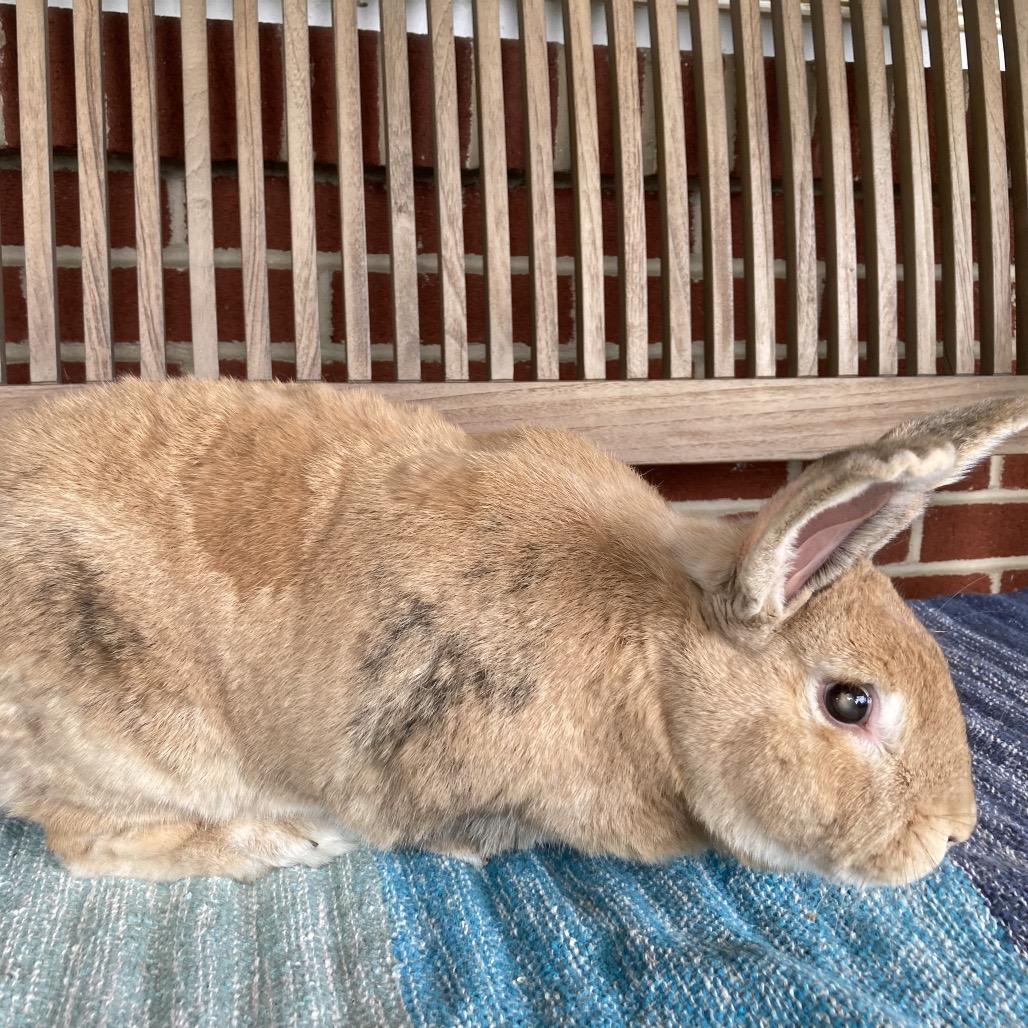 Roger, a Adoptable mixed breed in Baltimore, MD image 3/6