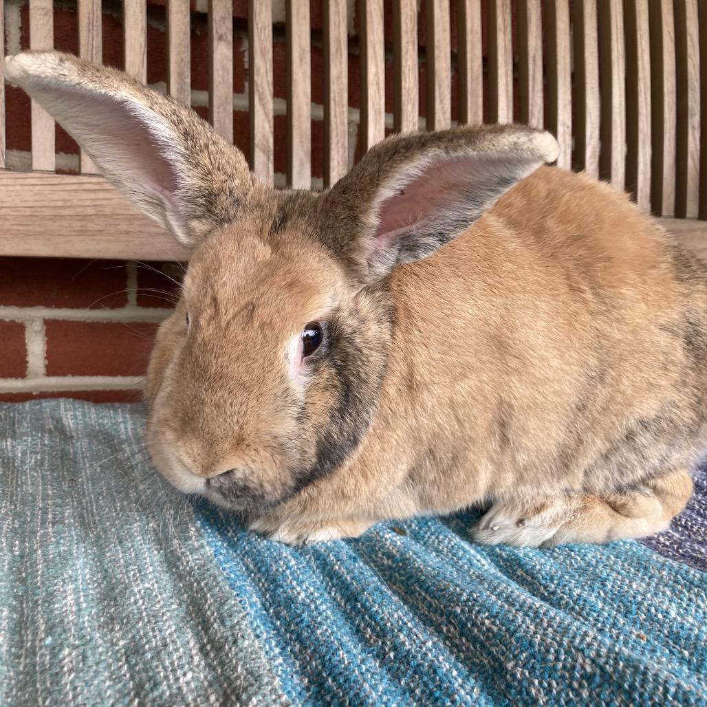 Roger, a Adoptable mixed breed in Baltimore, MD image 4/6