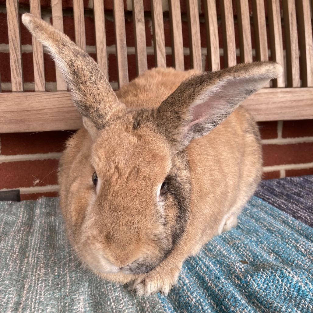 Roger, a Adoptable mixed breed in Baltimore, MD image 5/6