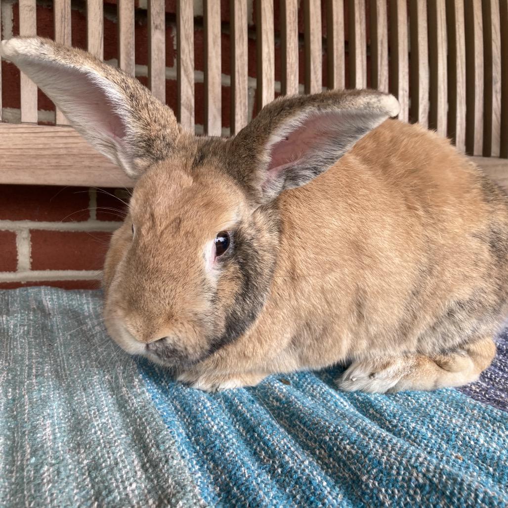 Roger, a Adoptable mixed breed in Baltimore, MD image 6/6