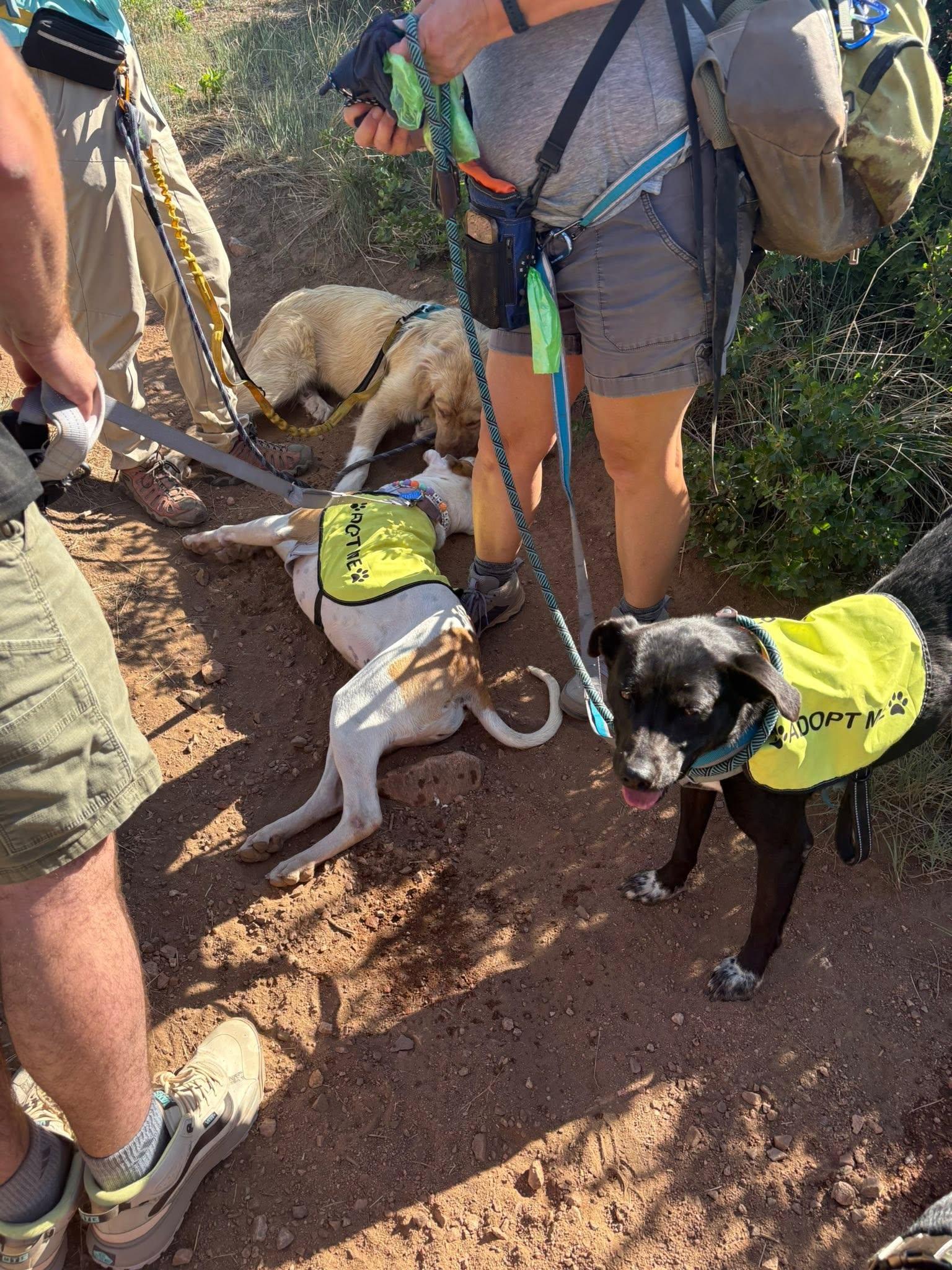 Annie, a Adoptable mixed breed in fountain, CO image 2/6