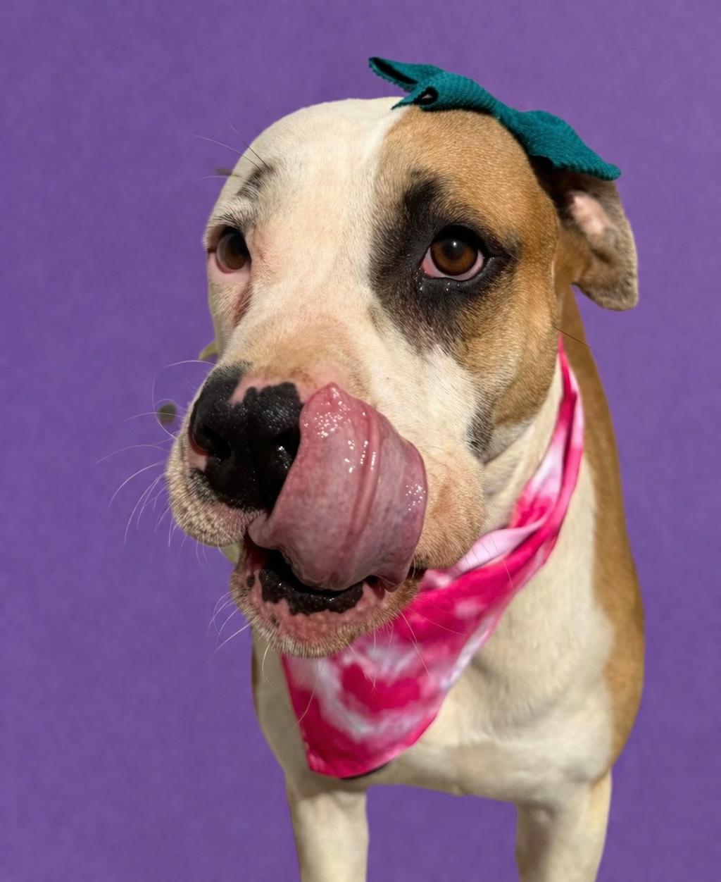 Enlarge Annie, a Adoptable mixed breed in lafayette , CO image 3/5