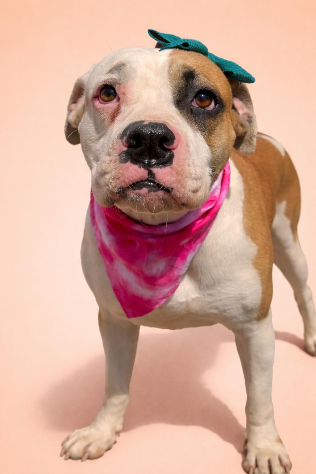 Enlarge Annie, a Adoptable mixed breed in lafayette , CO image 1/5