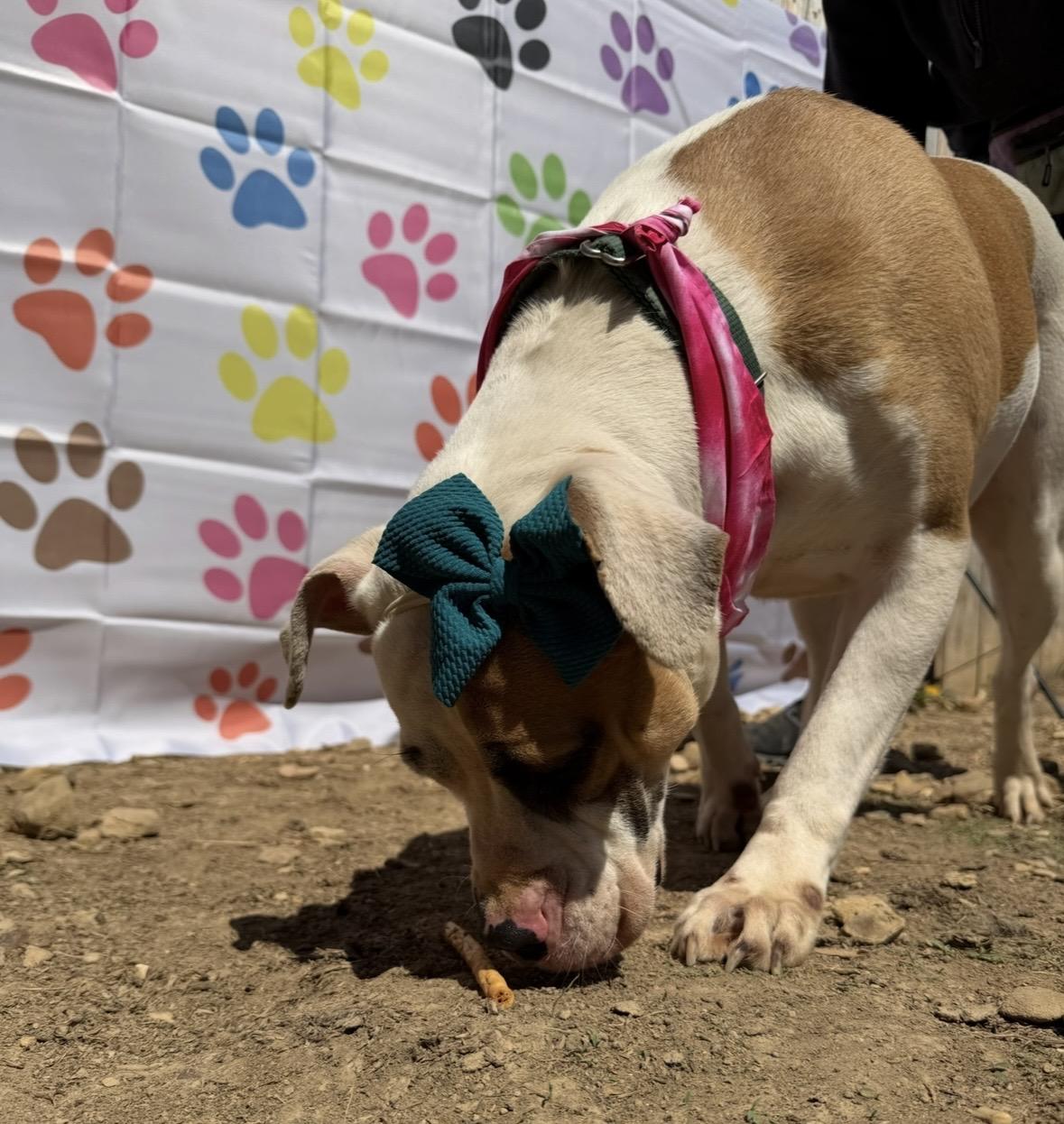 Enlarge Annie, a Adoptable mixed breed in lafayette , CO image 4/5