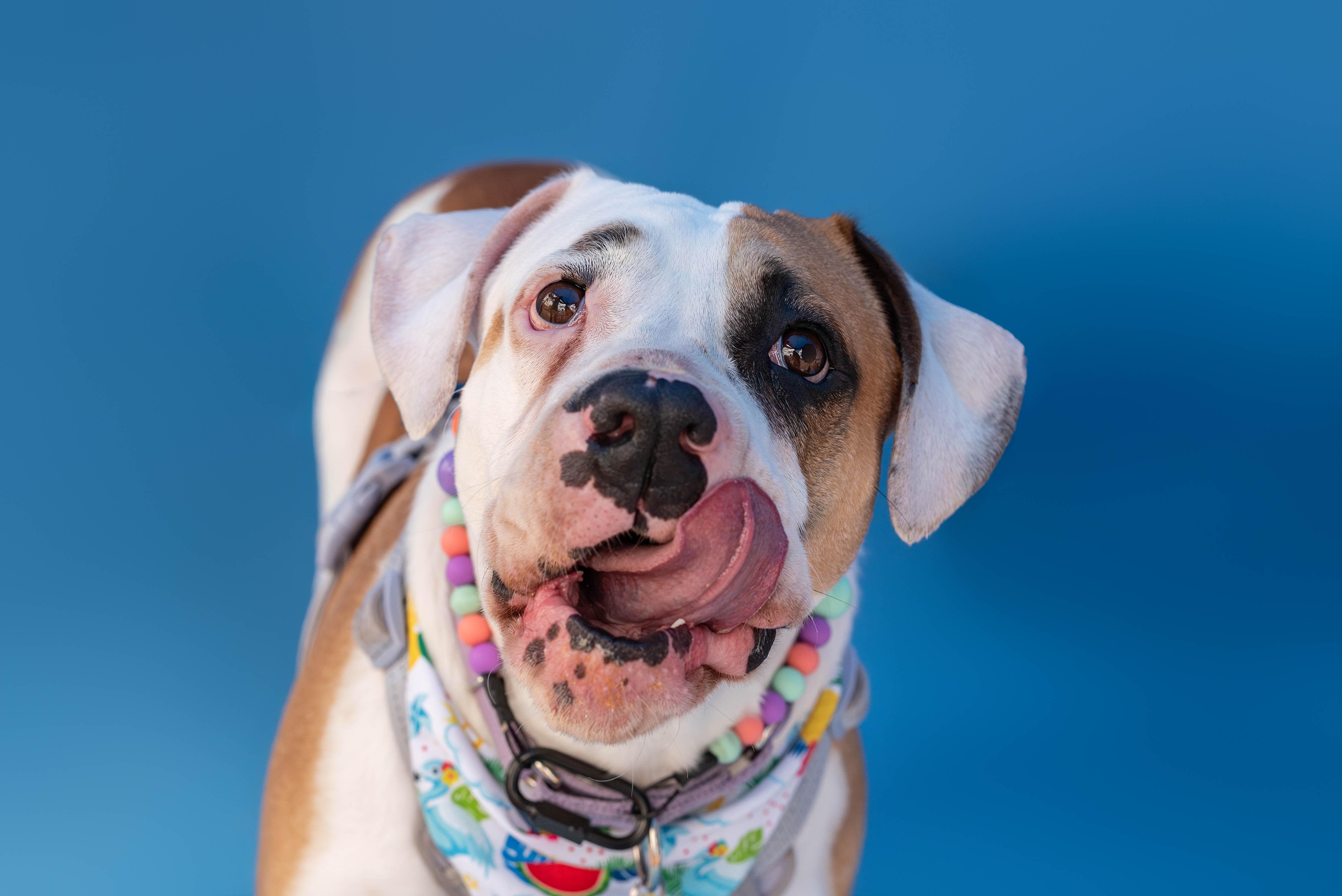 Annie, a Adoptable mixed breed in fountain, CO image 4/6
