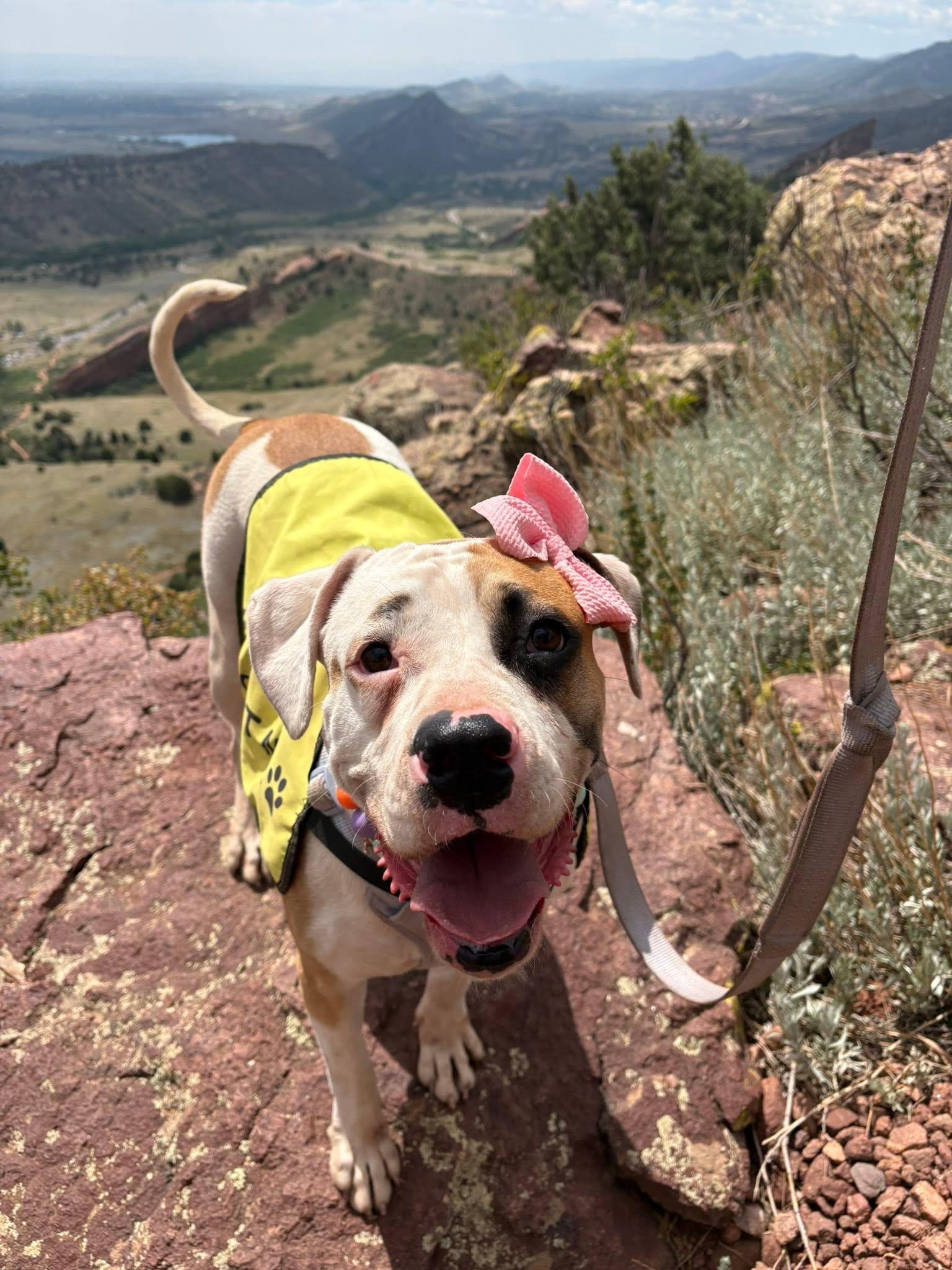Annie, a Adoptable mixed breed in fountain, CO image 1/6