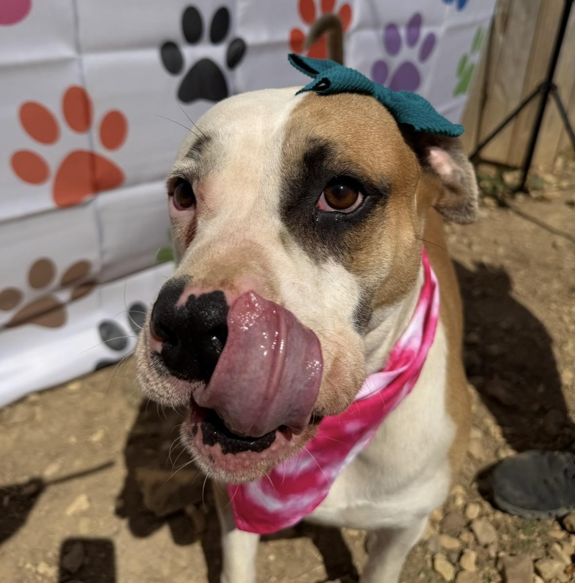 Enlarge Annie, a Adoptable mixed breed in lafayette , CO image 5/5