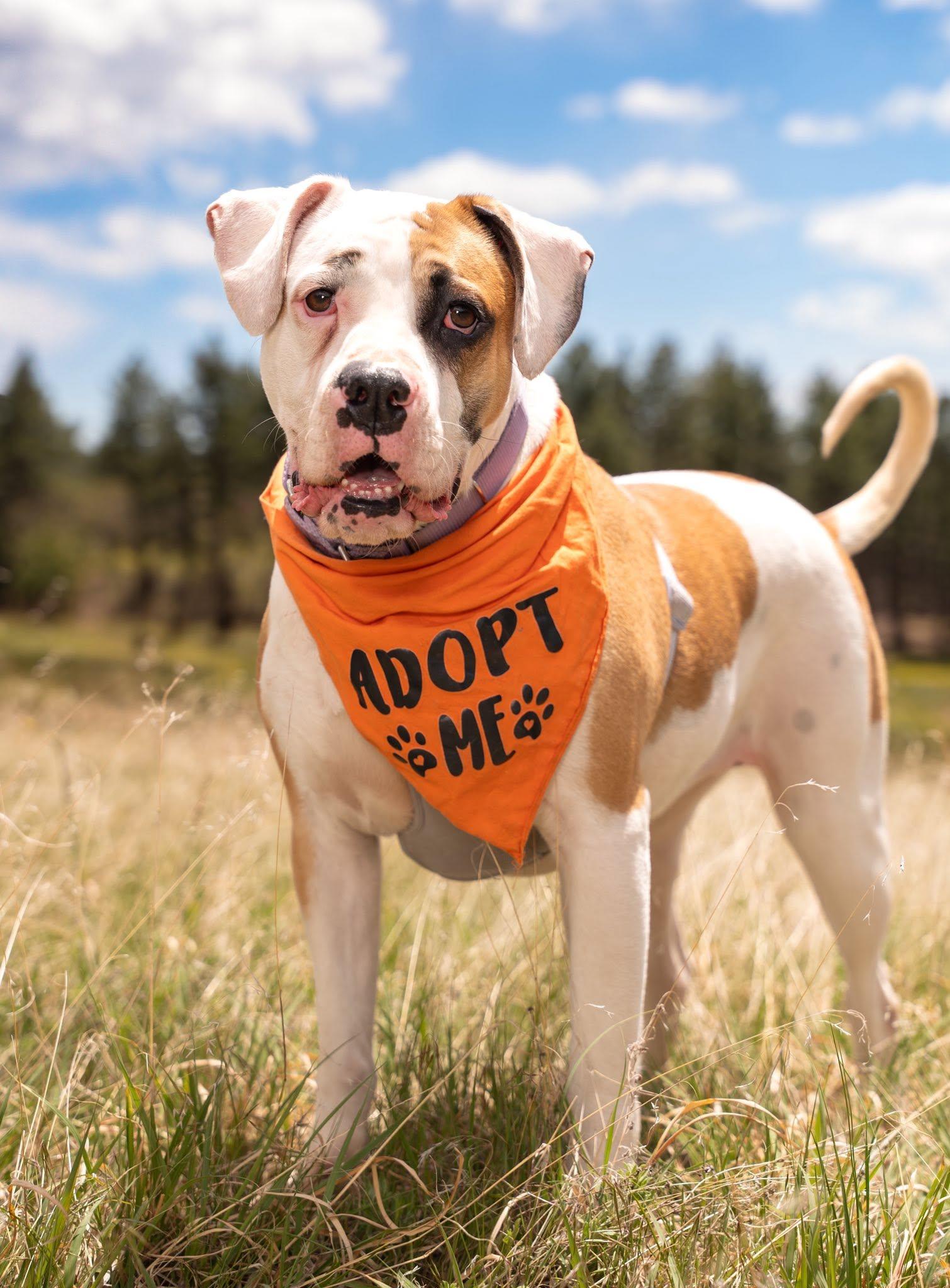 Annie, a Adoptable mixed breed in fountain, CO image 6/6