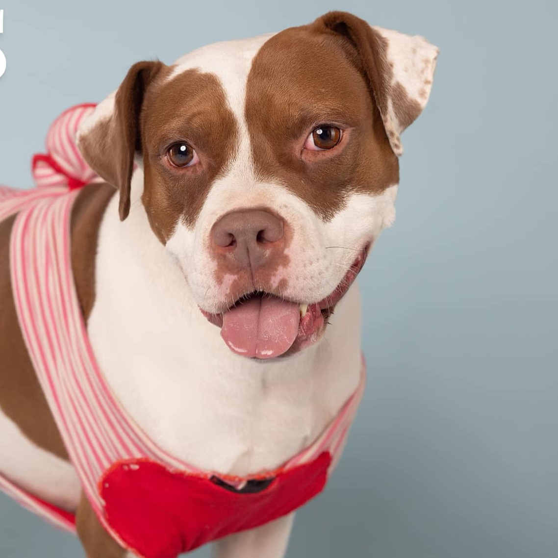 Enlarge Digiorno, a Adoptable mixed breed in O'Fallon, MO image 5/6