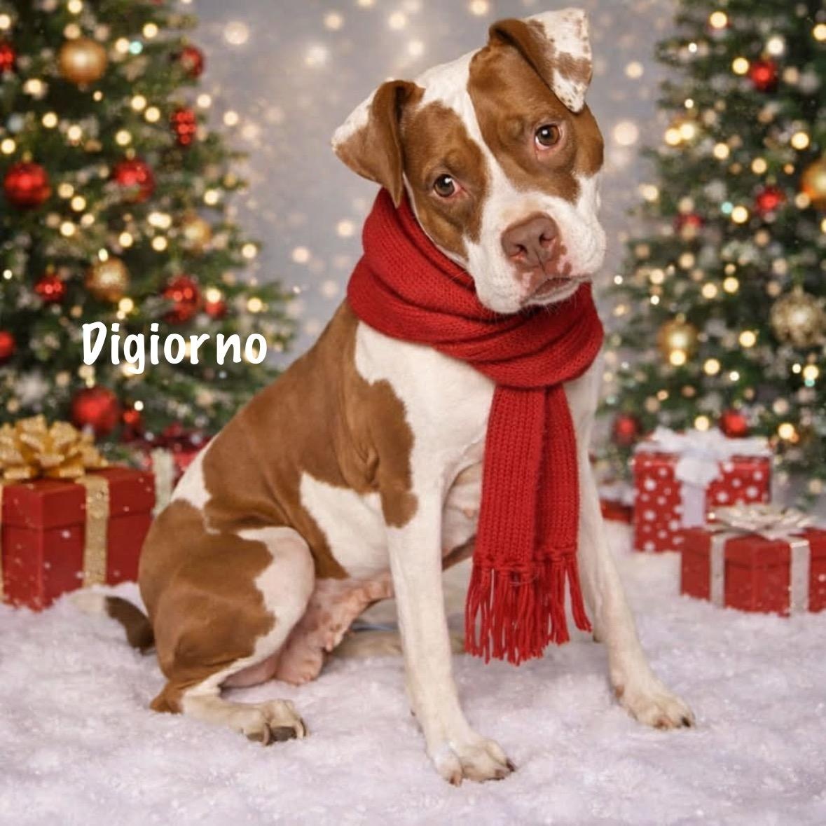 Digiorno, Adoptable, Adult Female Boxer.