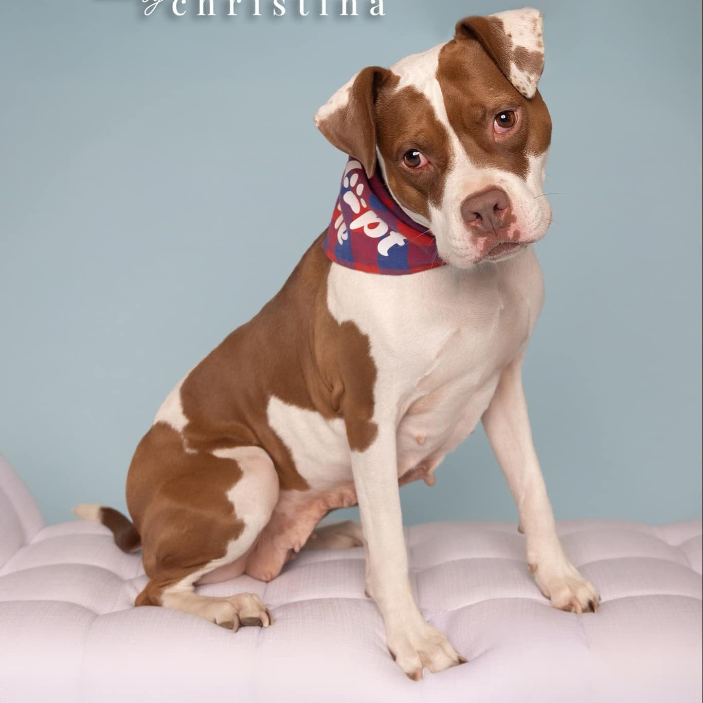 Enlarge Digiorno, a Adoptable mixed breed in O'Fallon, MO image 4/6