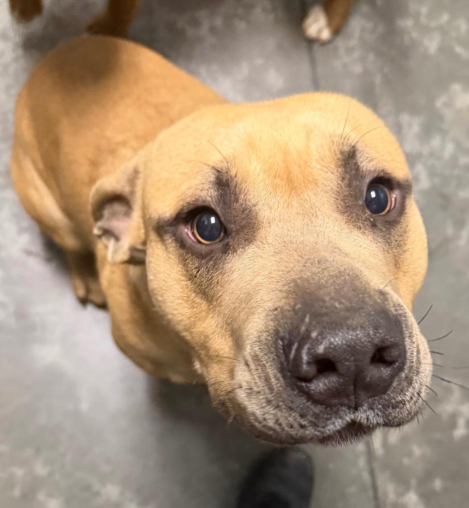 Fred, Adoptable, Young Male Pit Bull Terrier.