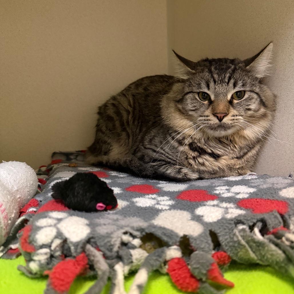 Oliver, Adoptable, Adult Male Domestic Long Hair.