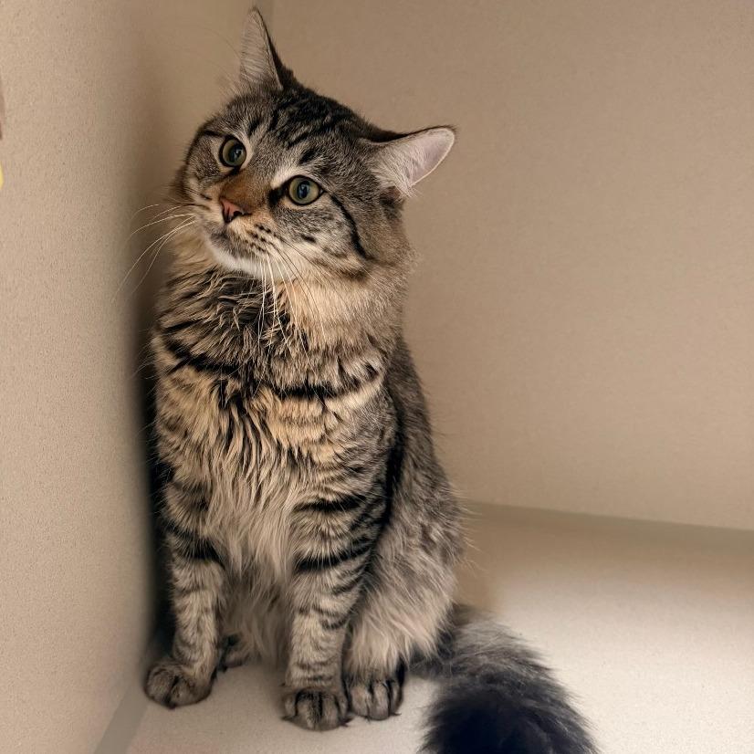 Enlarge Oliver, a Adoptable Domestic Long Hair in Great Falls, MT image 2/2
