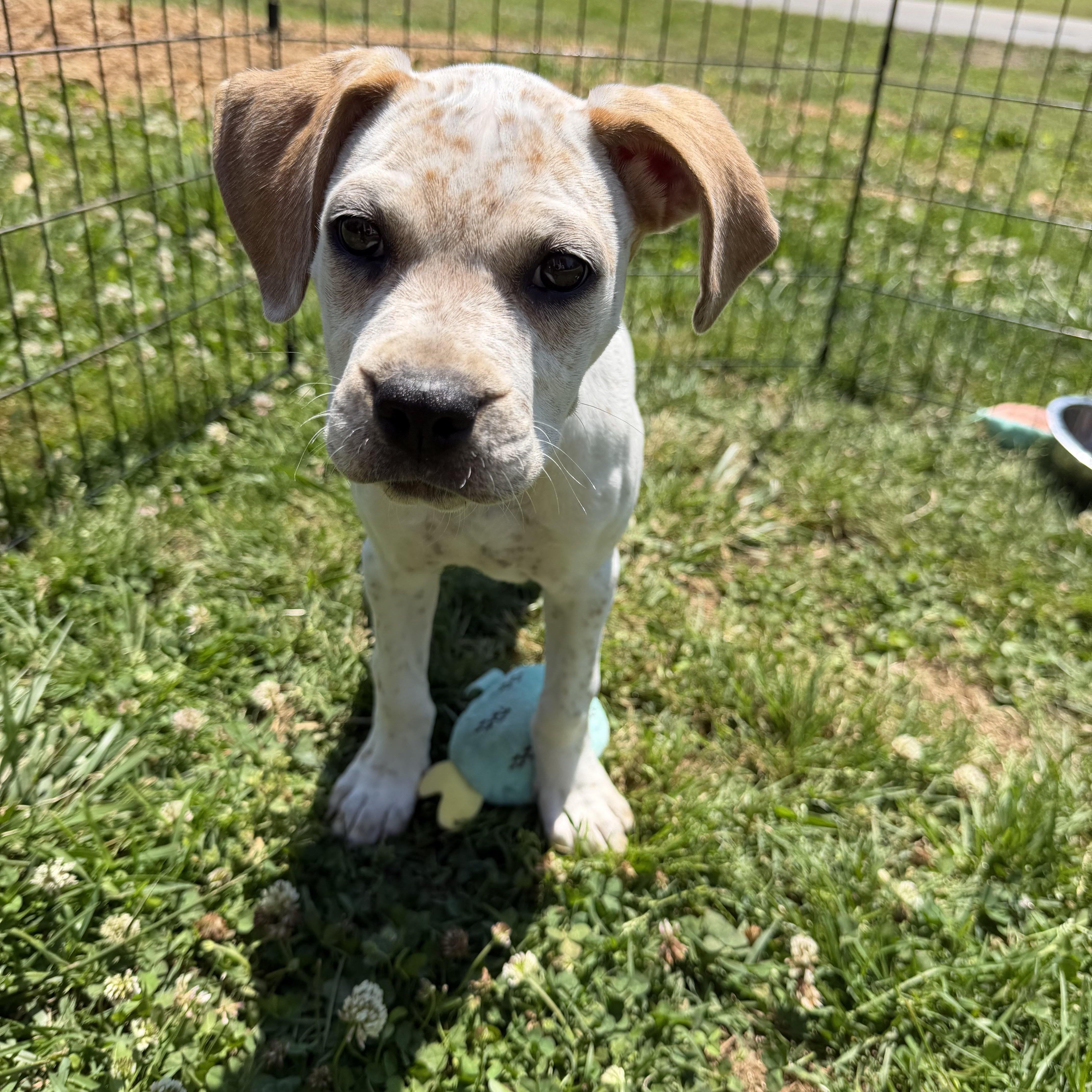 Louise, a Adoptable mixed breed in Smyrna, TN image 4/4