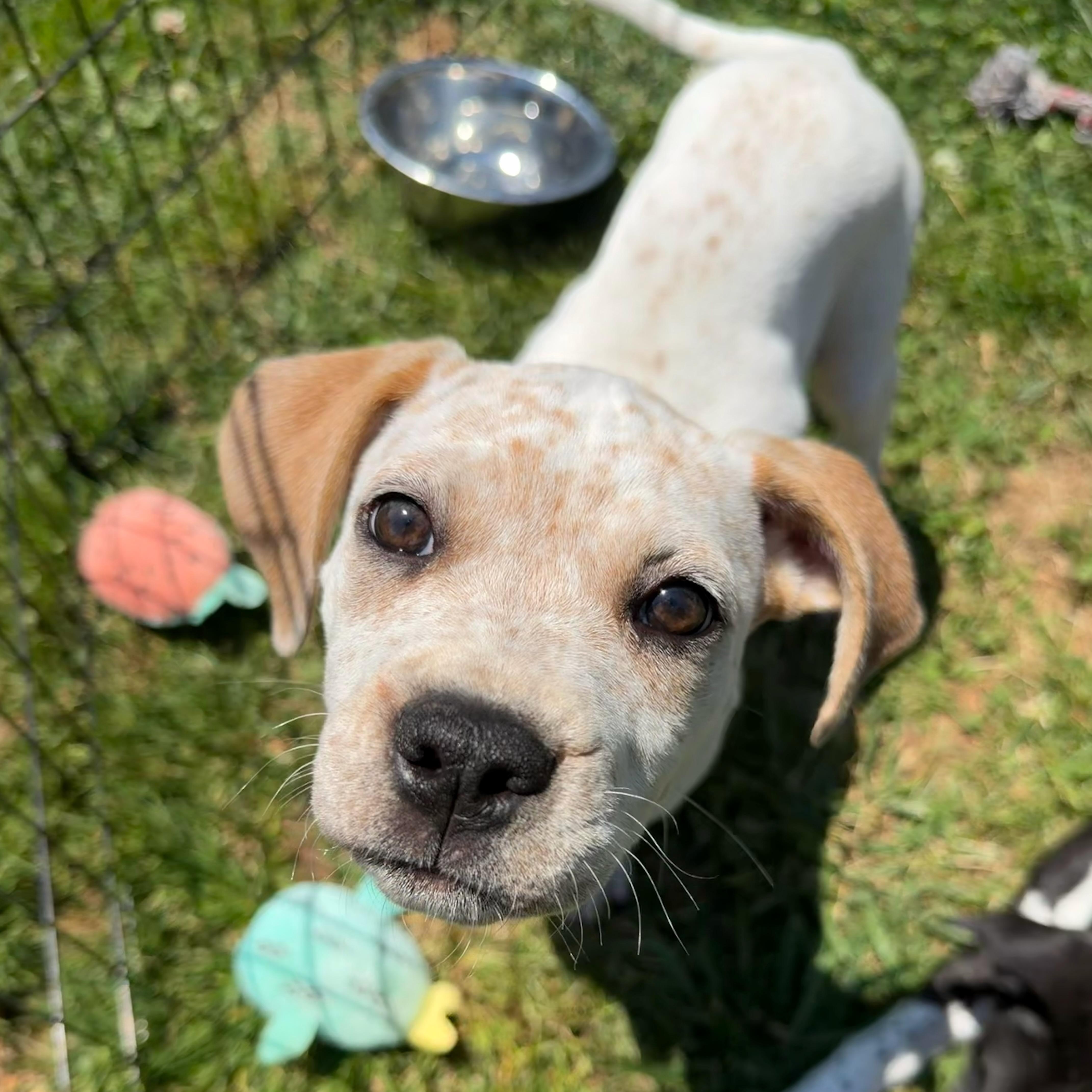Louise, a Adoptable mixed breed in Smyrna, TN image 2/4